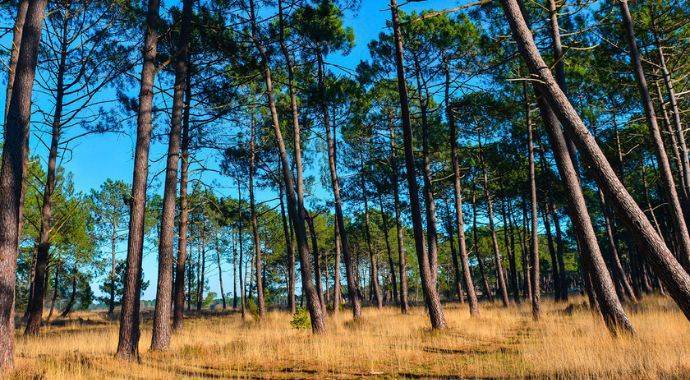 Lotissement le Domaine de Capdeil
